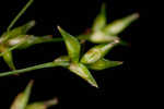 Appalachian sedge